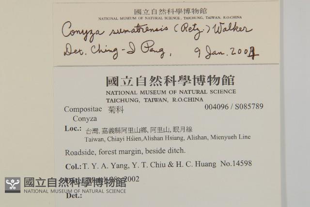 野茼蒿藏品圖，第2張