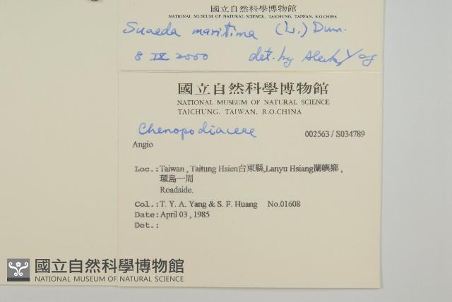 裸花鹼蓬藏品圖，第2張