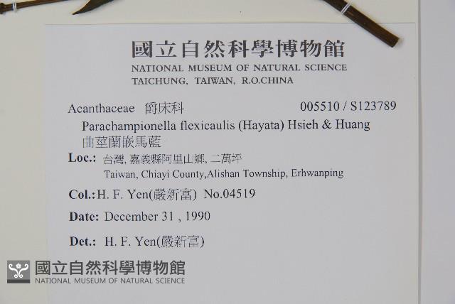 曲莖馬藍藏品圖，第2張