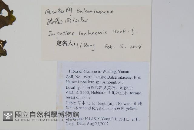 路南鳳仙花藏品圖，第2張