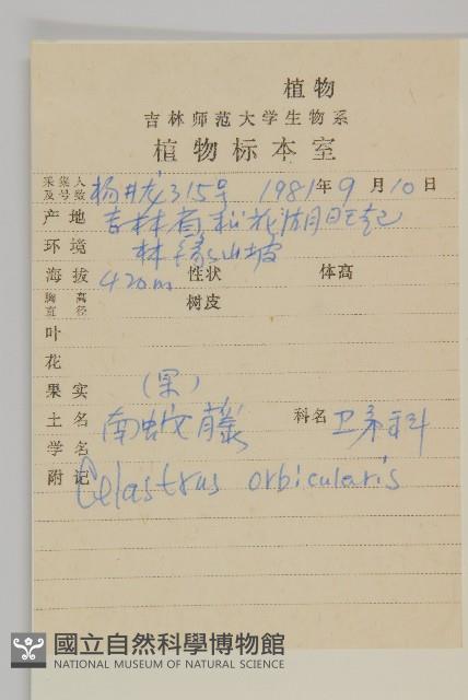 南蛇藤藏品圖，第2張