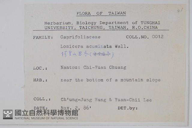 阿里山忍冬、漸尖葉忍冬藏品圖，第2張