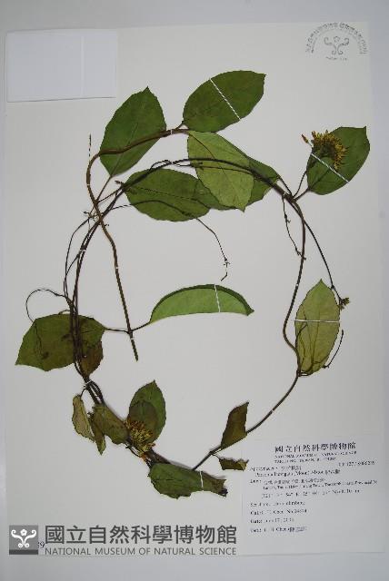 爬森藤藏品圖，第1張