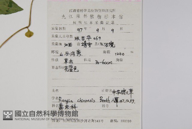 明萼草藏品圖，第2張