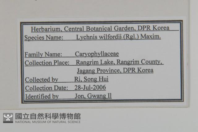 絲瓣剪秋籮藏品圖，第2張