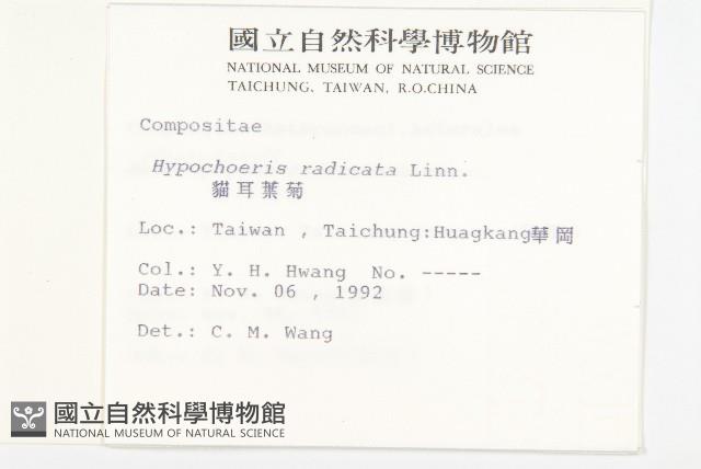 貓兒菊藏品圖，第2張