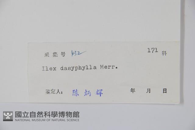 黃毛冬青藏品圖，第2張