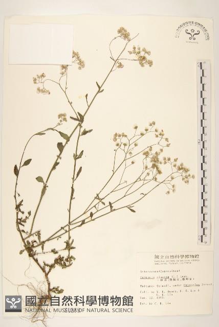 一枝香藏品圖，第1張