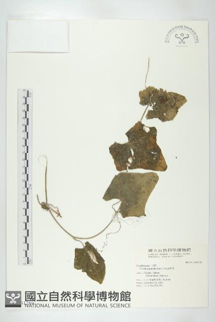 紅瓜藏品圖，第1張