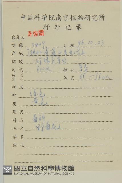 油菊、野菊藏品圖，第2張