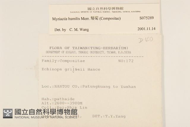 矮菊藏品圖，第2張