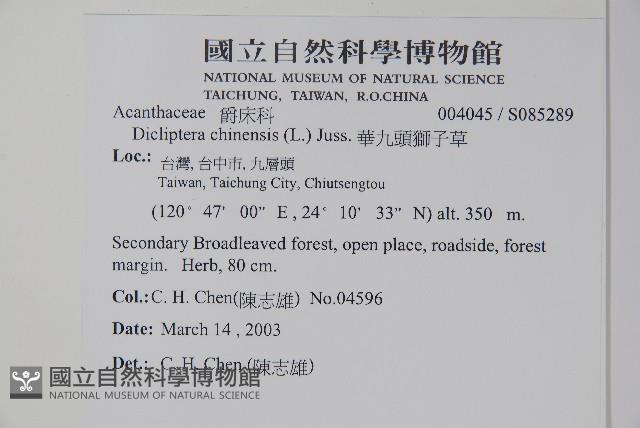 華九頭獅子草藏品圖，第2張