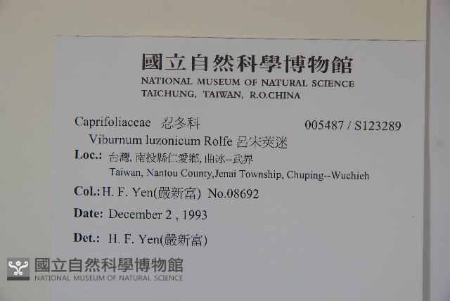 呂宋莢迷藏品圖，第2張