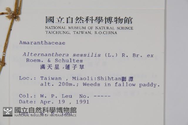 蓮子草藏品圖，第2張