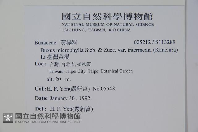 臺灣黃楊藏品圖，第2張