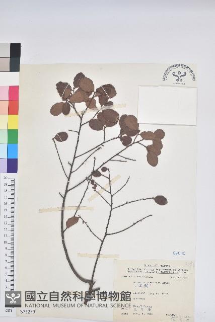 土密樹藏品圖，第1張