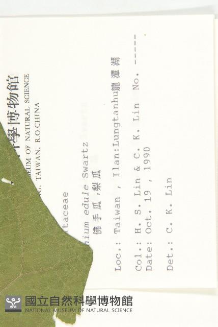 佛手瓜、梨瓜、香木緣瓜藏品圖，第2張