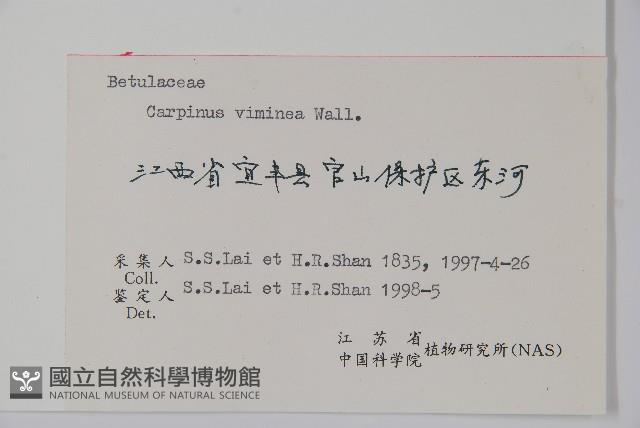 雷公鵝耳櫪藏品圖，第2張