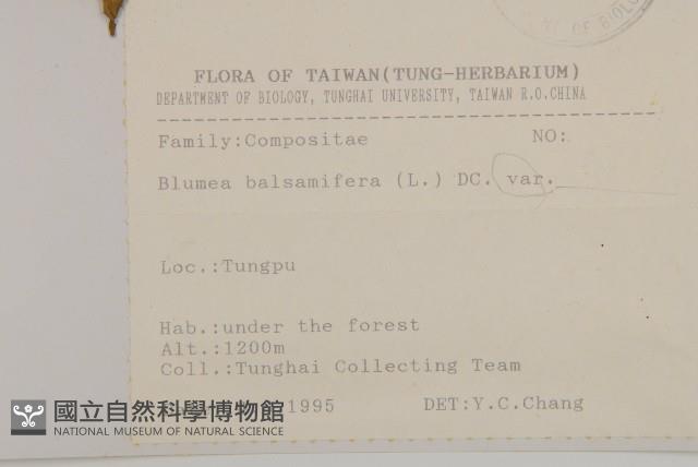 艾納香藏品圖，第2張