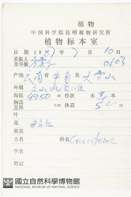 寬翅彎蕊芥藏品圖，第2張