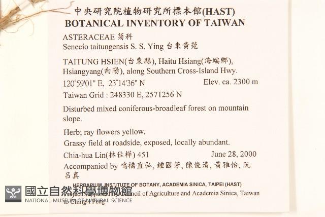 台東黃菀藏品圖，第2張