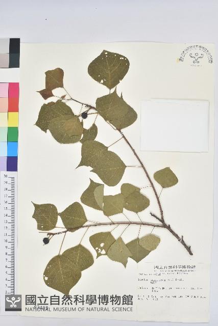 烏臼藏品圖，第1張