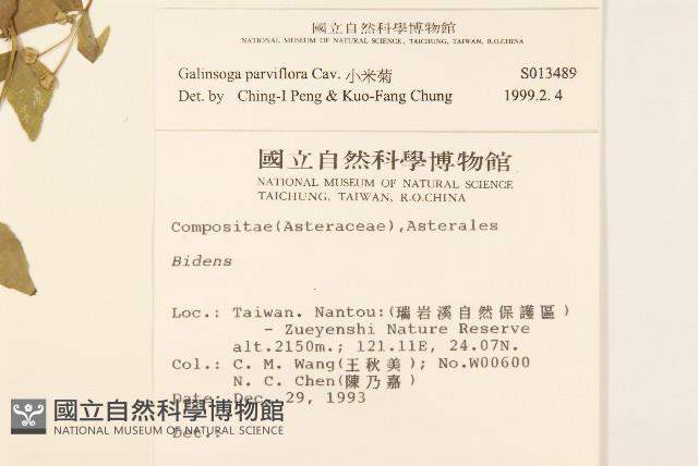 小米菊藏品圖，第2張
