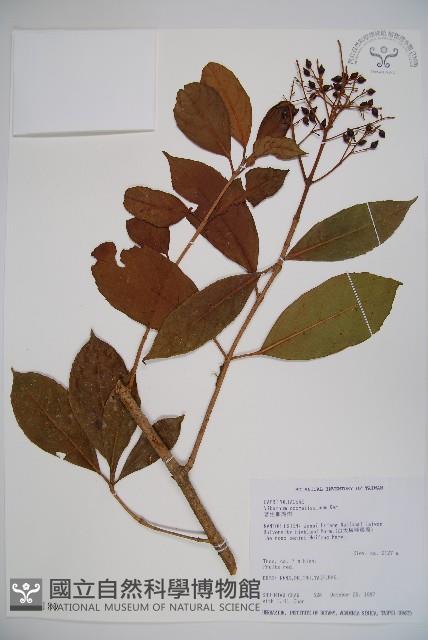 珊瑚樹藏品圖，第1張