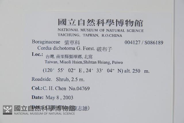 破布子藏品圖，第2張