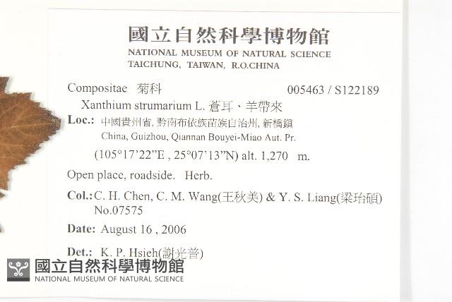 蒼耳、羊帶來藏品圖，第2張
