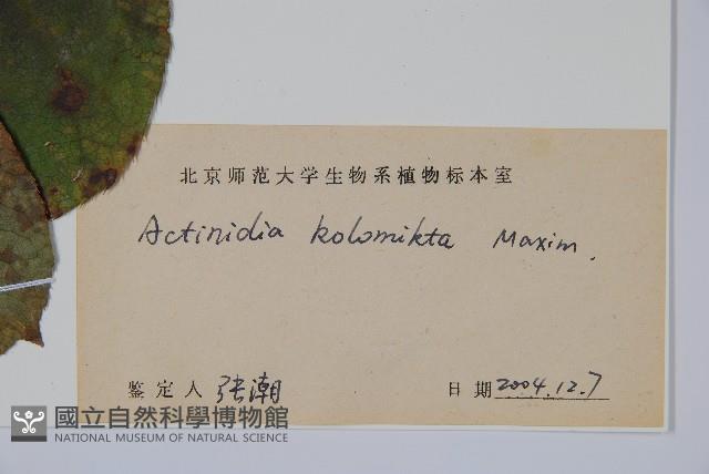 狗棗獼猴桃藏品圖，第2張