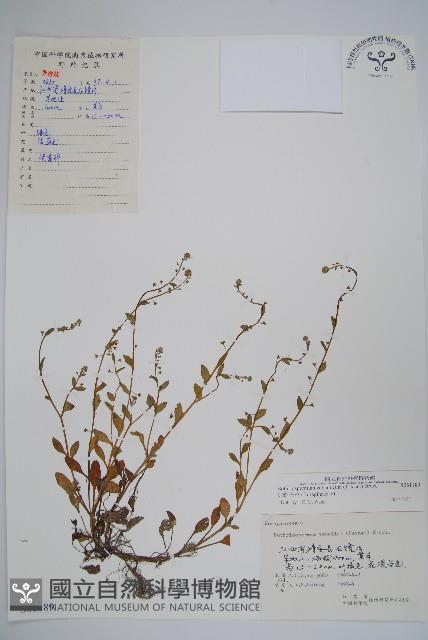 細纍子草藏品圖，第1張