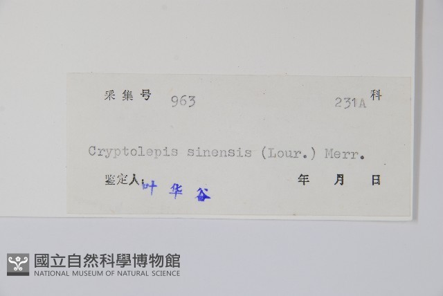 隱鱗藤藏品圖，第2張