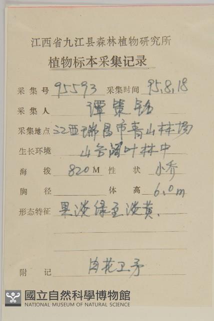 厚葉衛矛, 源一木藏品圖，第2張