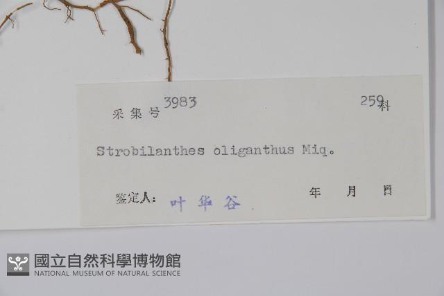 少花馬藍藏品圖，第2張