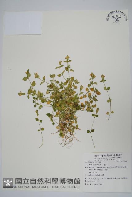 爵床藏品圖，第1張