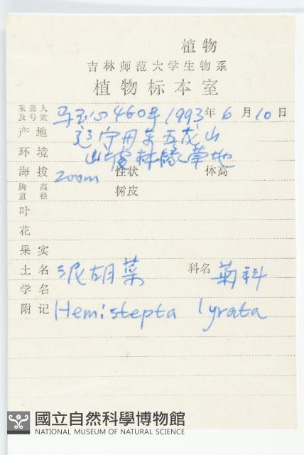 泥胡菜藏品圖，第2張