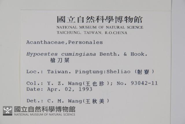 槍刀菜藏品圖，第2張