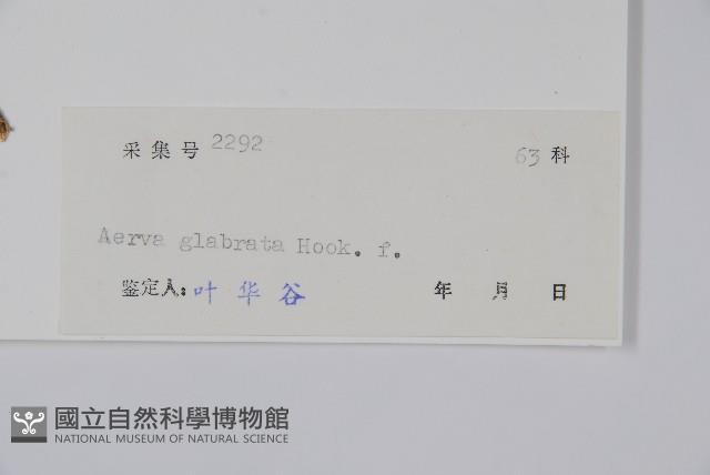 少毛白花莧藏品圖，第2張