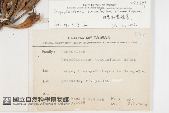 細葉假黃鵪菜藏品圖，第2張