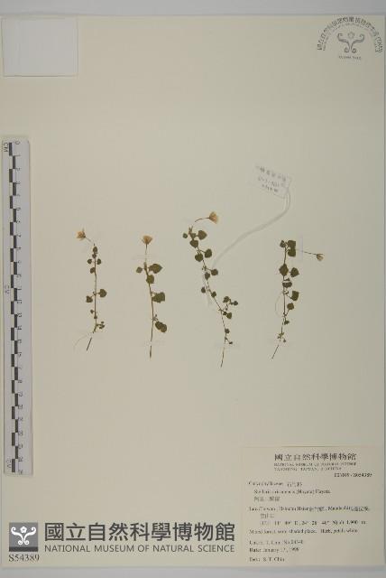 阿里山繁縷藏品圖，第1張
