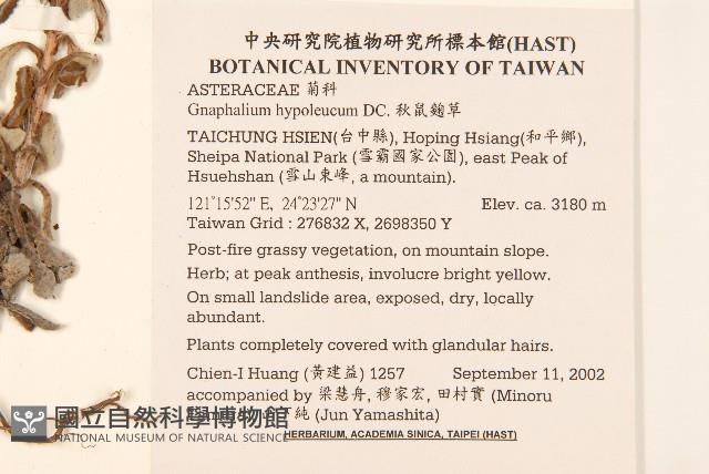 秋鼠麴草藏品圖，第2張