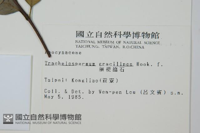 細梗絡石藏品圖，第2張