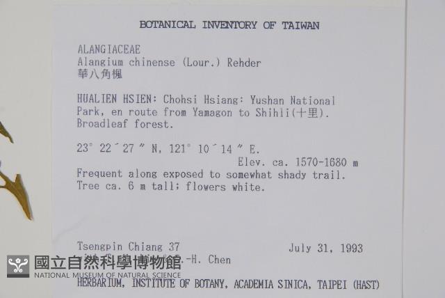 華八角楓藏品圖，第2張