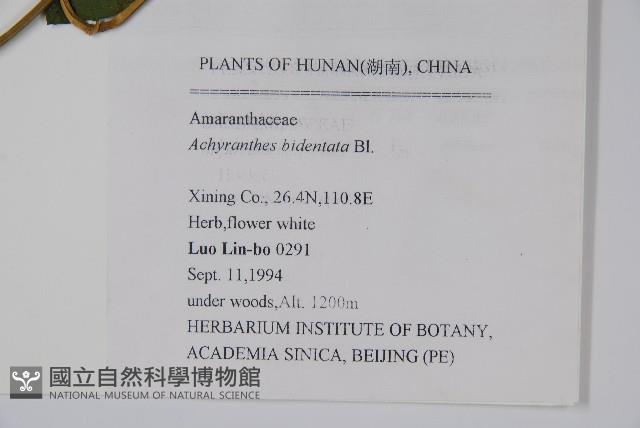 牛膝藏品圖，第2張