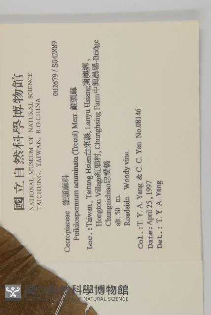 錐頭麻藏品圖，第2張