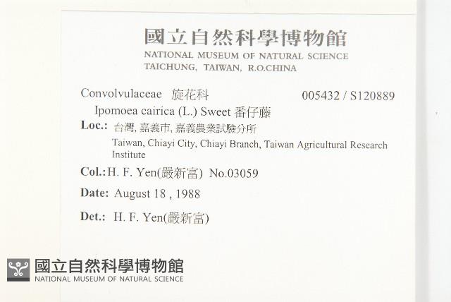 番仔藤藏品圖，第2張