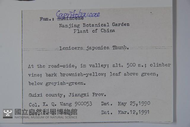 忍冬、金銀花藏品圖，第2張
