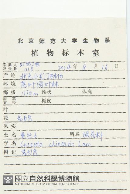 中國菟絲子藏品圖，第2張