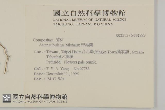 掃帚菊藏品圖，第2張